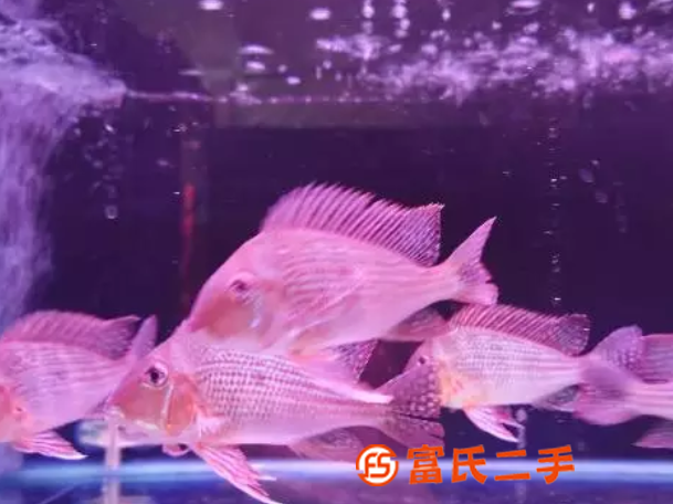 年终奖励自己金鱼缸水族箱养风水鱼