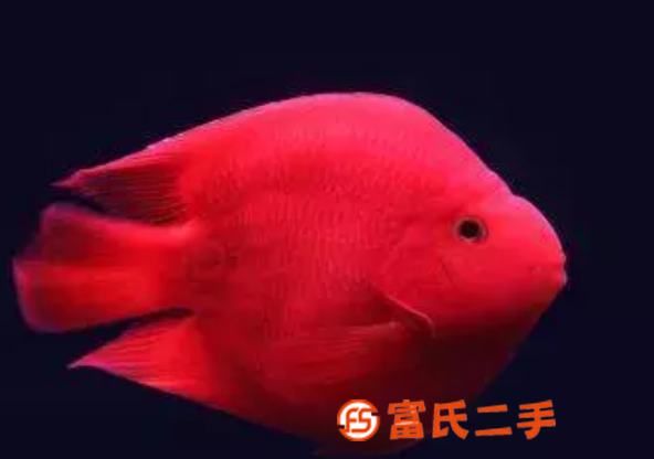 上海鱼缸水族箱定制上海鱼缸送货安装