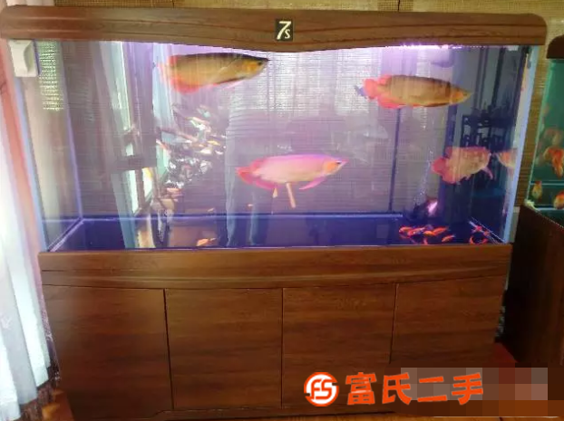 全城上门清洗鱼缸水族箱空间设计造景拆装搬运水景维生