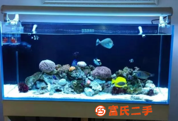 上门清洗消毒鱼缸水族箱 承接鱼缸维修 观赏鱼送货