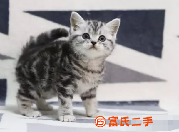 小短腿矮脚猫—长不大的小不点—宠物猫里的爱马仕