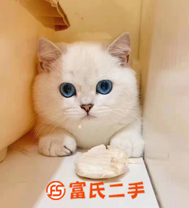 纯白蓝眼曼基康矮脚—五粉小短腿—宠物猫里的爱马仕