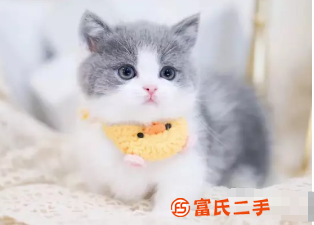 台州小短腿矮脚猫—长不大的小不点—宠物猫里的爱马仕