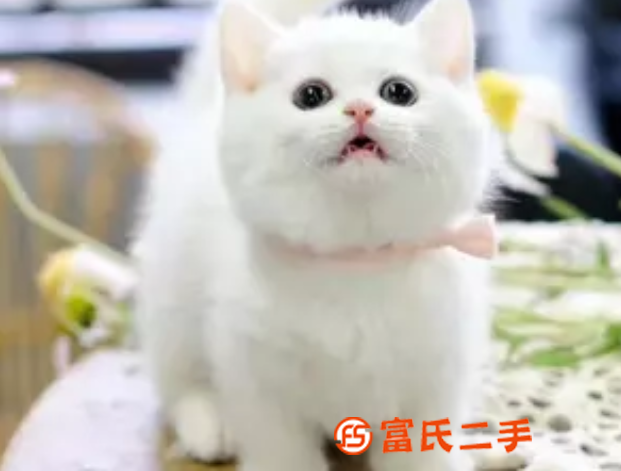 台州纯白蓝眼曼基康矮脚—五粉小短腿—宠物猫里的爱马仕