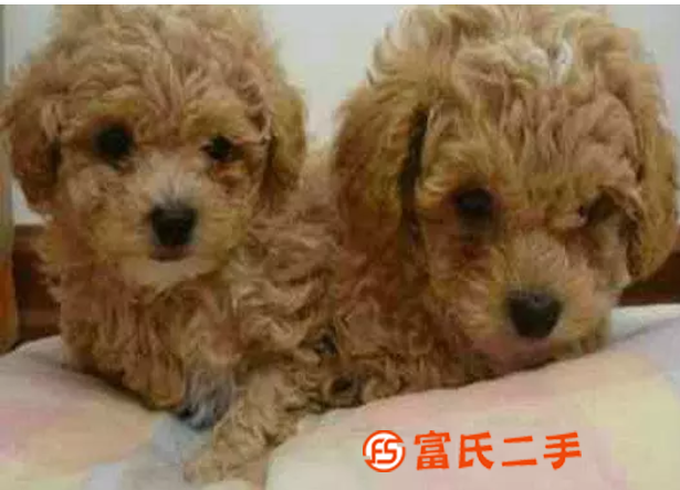 台州出售纯种袖珍泰迪犬幼犬宠物狗活体长不大超小迷你