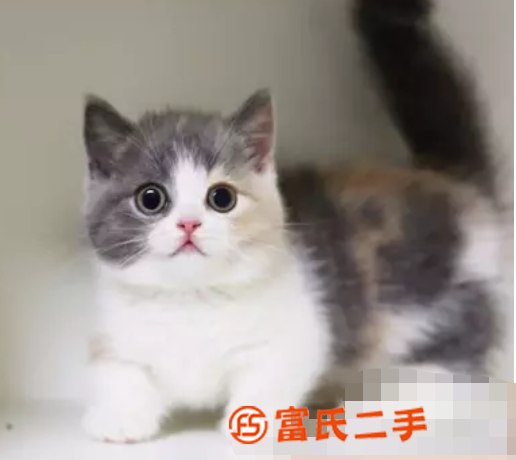 小宠物猫活体加菲猫英国短毛蓝猫八字蓝白渐层矮脚猫