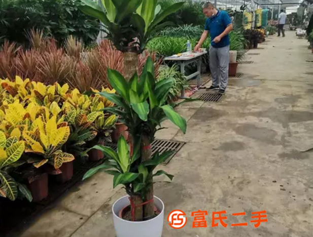 皂君庙花卉销售