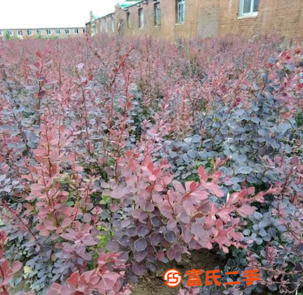 鞍山草皮 、花园设计、园林绿化花卉 、免修剪草坪