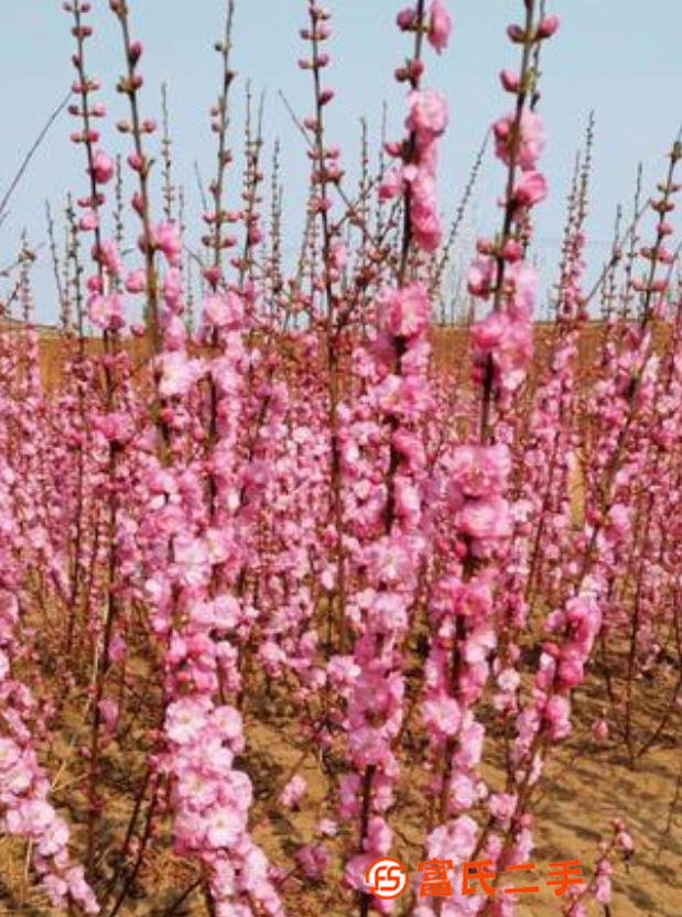 辽阳草坪 、园林花卉、花园设计施工 、别墅草坪