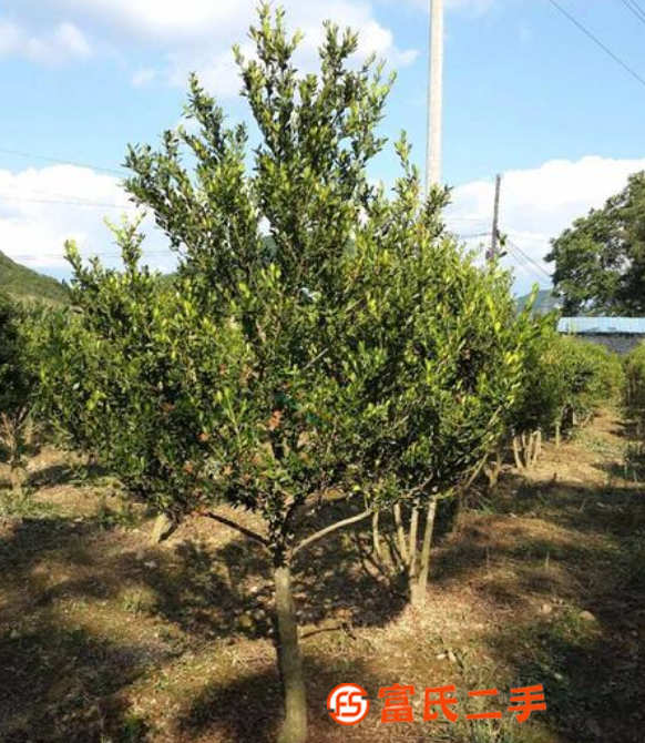 沈阳草皮 、园林花卉、草坪鞍山 、铺草坪