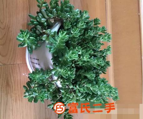 多肉植物花卉