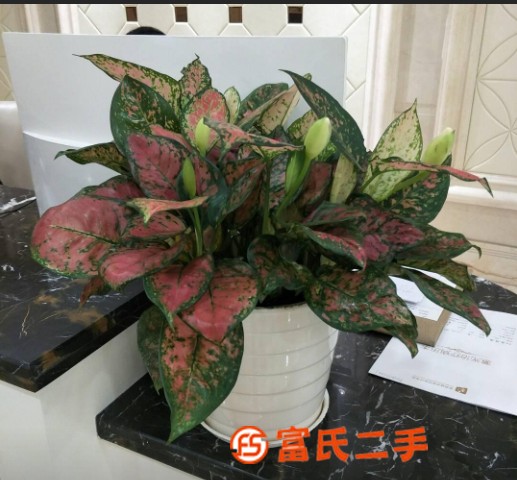 石龙盆栽绿植养护,花卉租赁,汇安园艺植物租摆养护