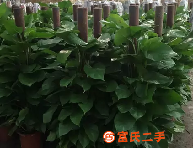 花卉养护每种花卉的养护价格