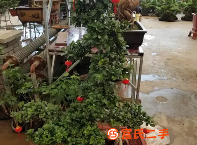 潘家园花卉市场|潘家园绿植租摆|潘家园租花公司