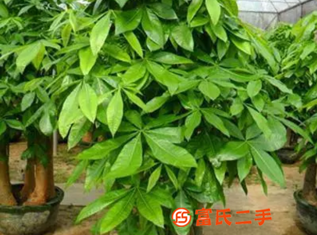 张店回收绿植花卉，盆栽，奇石盆景。