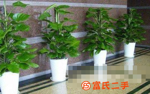 西安绿植盆栽 西安花卉租赁 西安绿植租赁