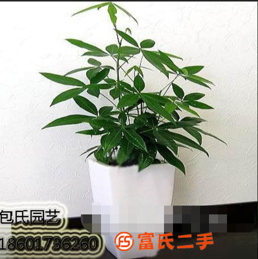 上海办公室摆花 绿植租赁 大型公司单位租摆绿化