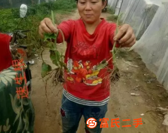 速生根-生根壮苗防死棵型功能型水溶肥料-为峰肥业生根肥价格厂